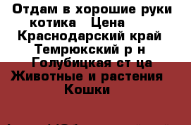 Отдам в хорошие руки котика › Цена ­ 1 - Краснодарский край, Темрюкский р-н, Голубицкая ст-ца Животные и растения » Кошки   